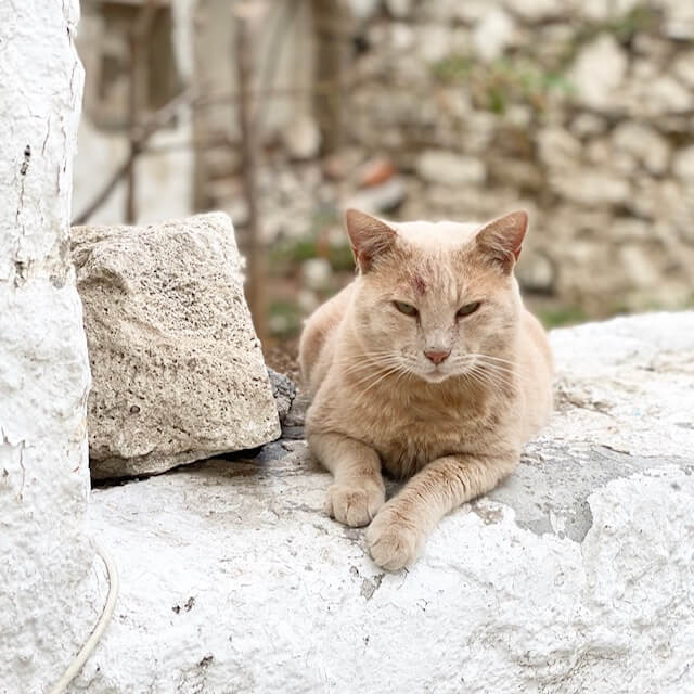 A sandy coloured cat sits on a stone wall
