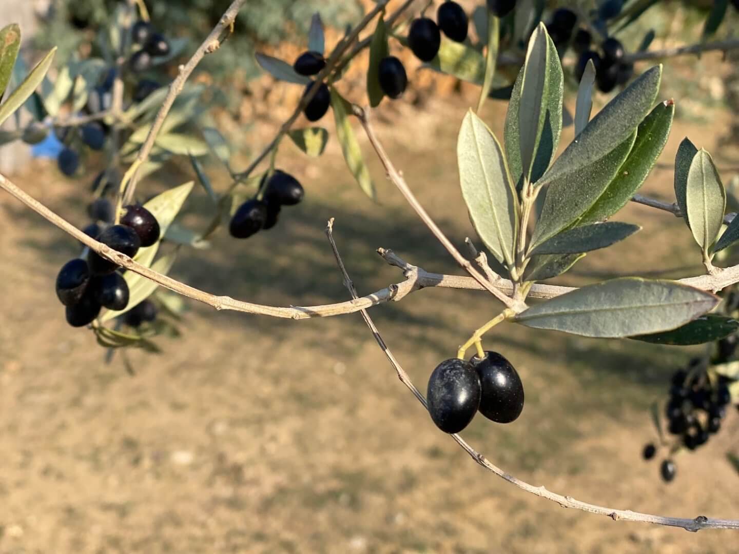 Black olives on the branches of an olive tree | Find the Best Olive Oil in Greece: World-Class Greek Oils