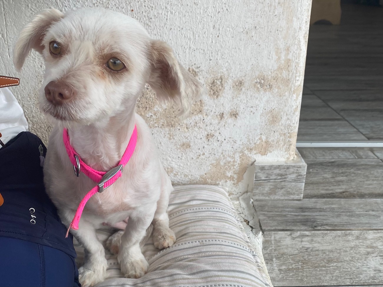 Small white dog with short hair and a bright pink collar