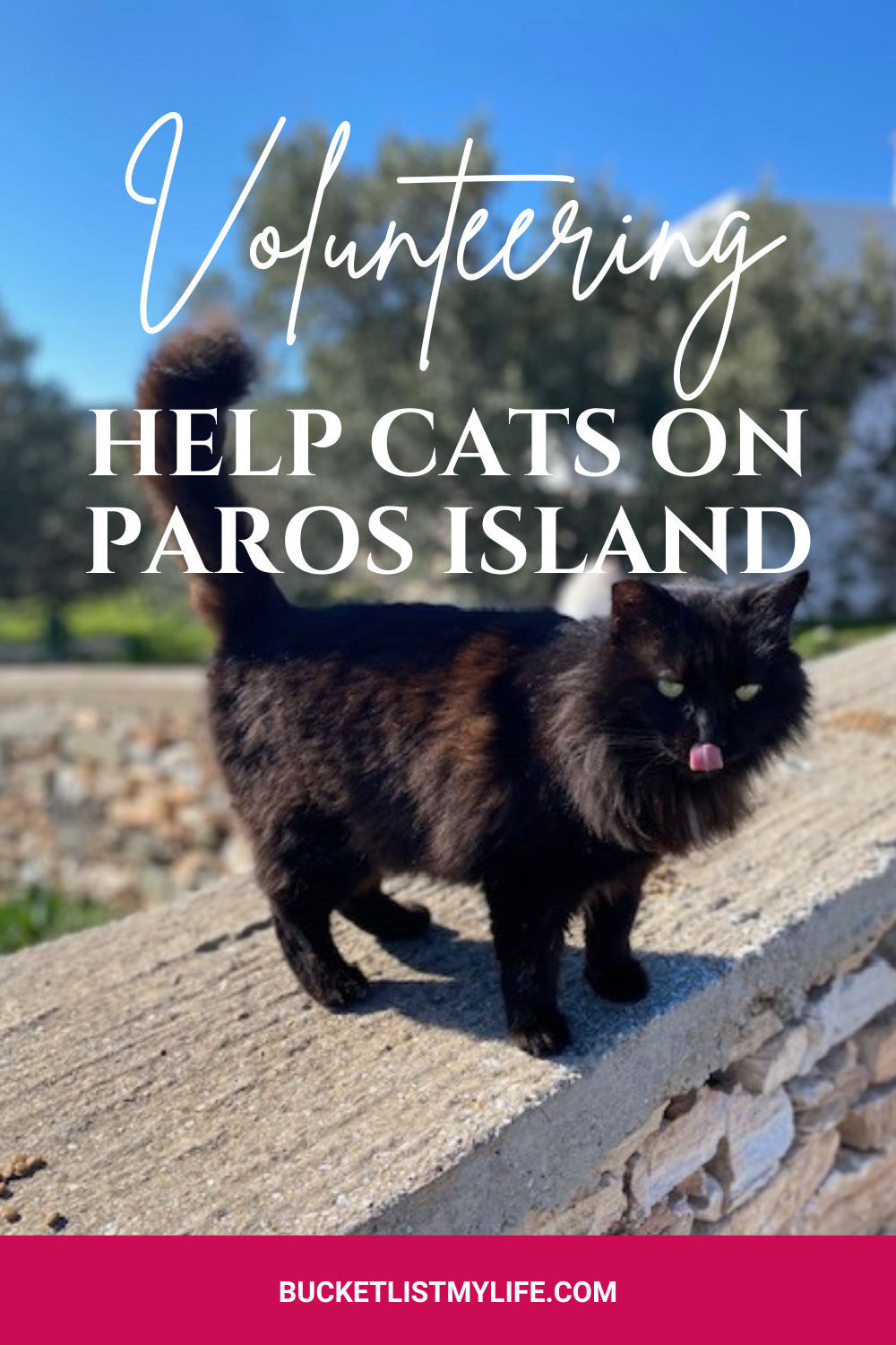 This Is What Volunteering With Cats on Paros Looks Like (#Love😍)